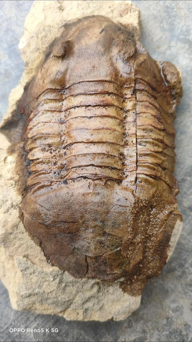 剑盾化石鸟怎么得