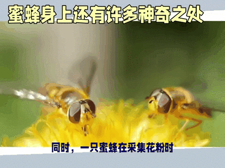 小蜜蜂辅助