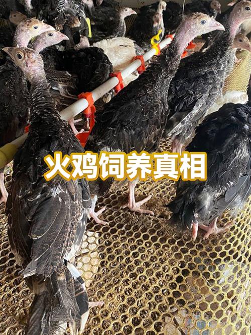 火鸡为什么养不活