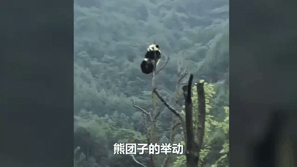 大熊猫搞笑场面视频