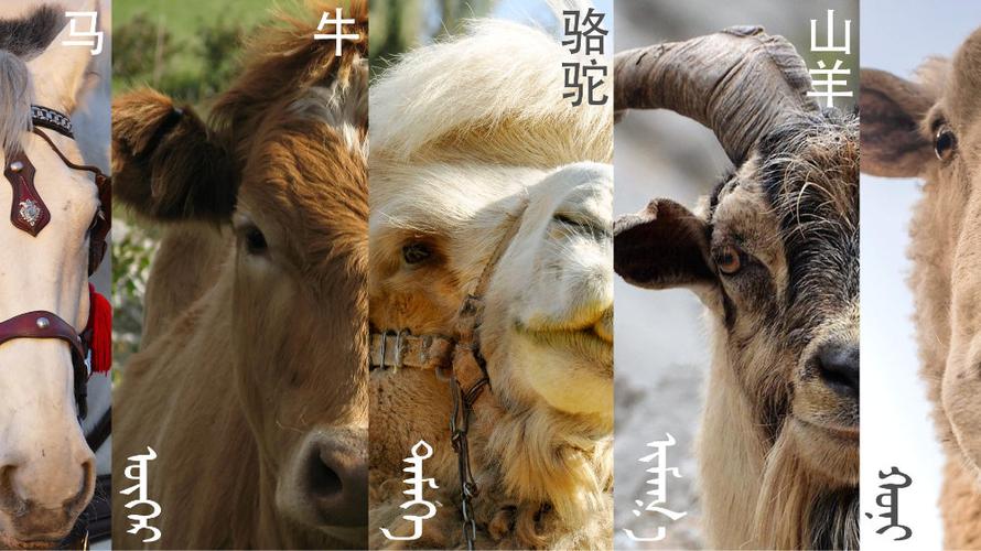 ᠬᠥᠬᠡᠬᠣᠲᠠ什么意思