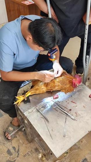 阉鸡怎么阉