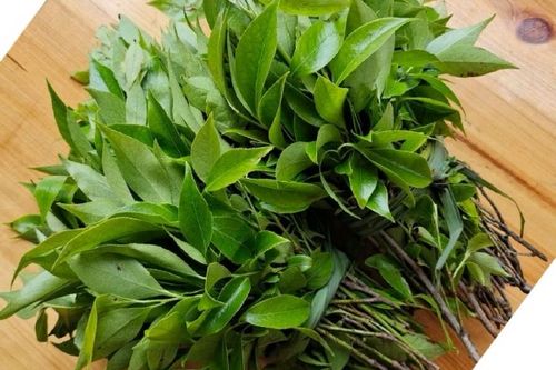 树叶怎么用染料染