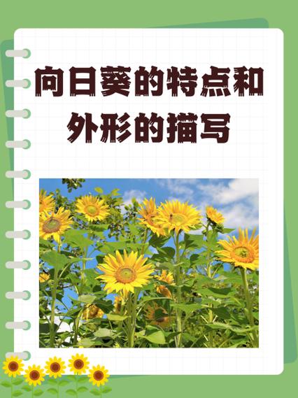 向日葵的样子长什么样写短一点句子