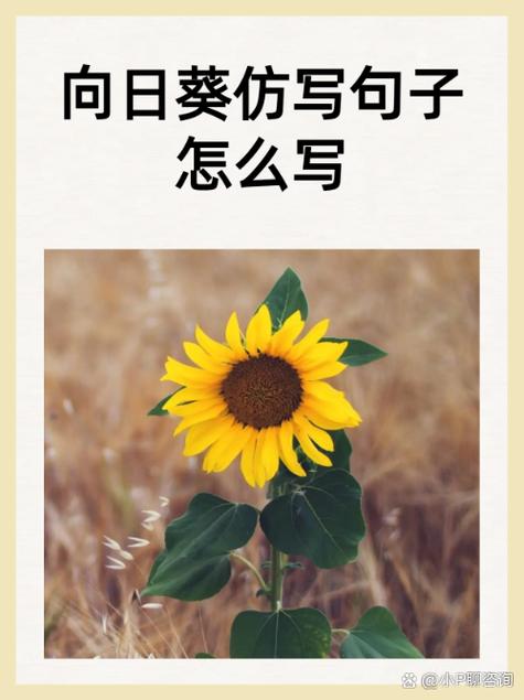 向日葵的样子长什么样写短一点句子截图2