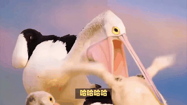 鹈鹕吃企鹅表情包