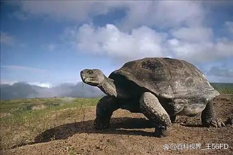 王八可以活1000年吗