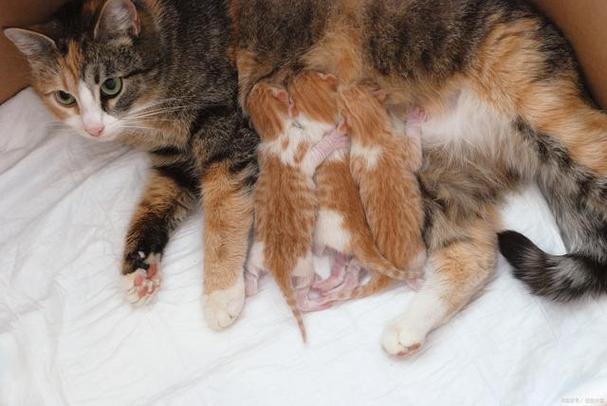 母猫藏小猫要藏多久