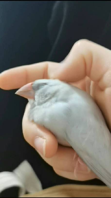动物园打工女主啾啾的小说