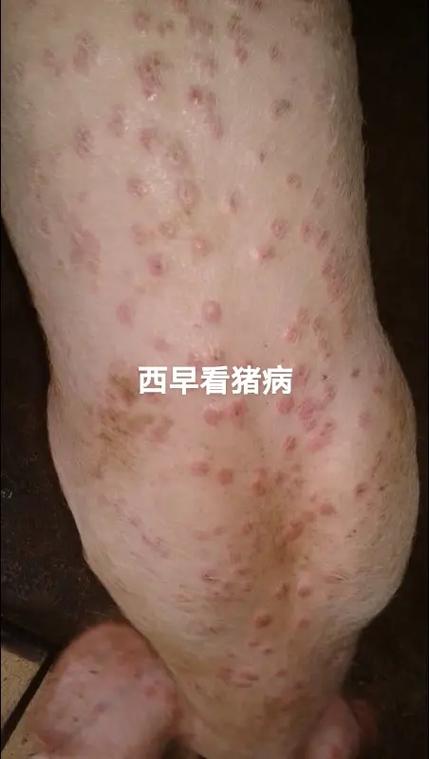 猪得猪瘟的症状及治疗办法截图2
