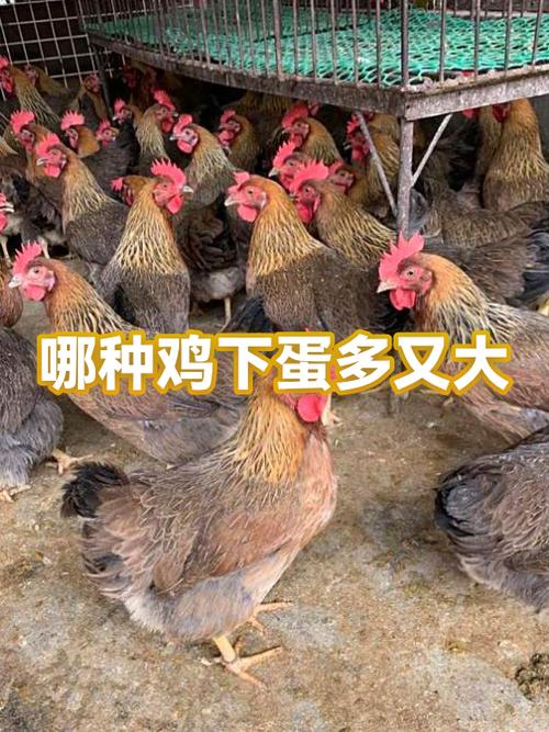 什么品种的鸡下蛋最多