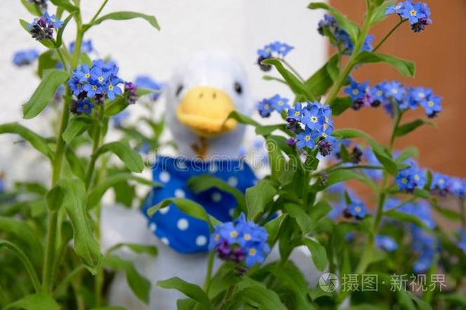 小鹅花