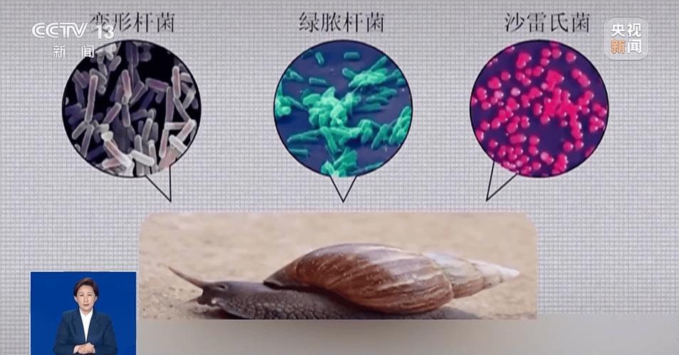 普通蜗牛有细菌病毒吗