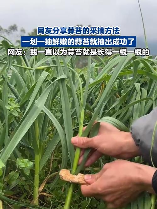抽蒜苔的正确方法