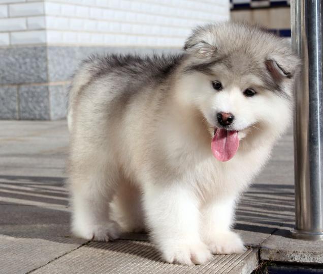 阿拉斯加犬