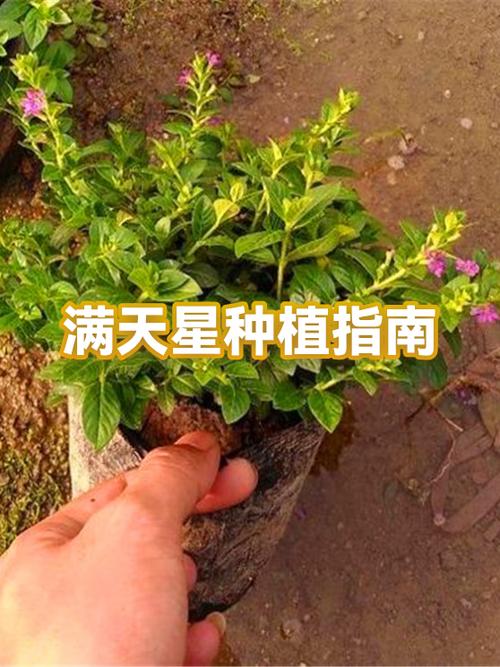 百达翡丽满天星价格