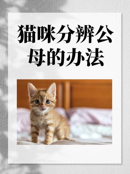 一公一母两只猫最忌讳