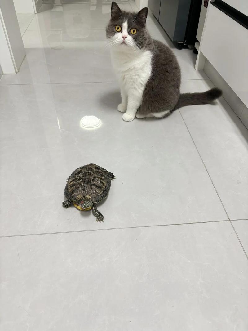 小白龟的猫合集