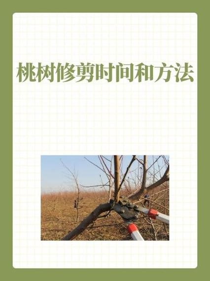 桃树剪枝怎样修剪