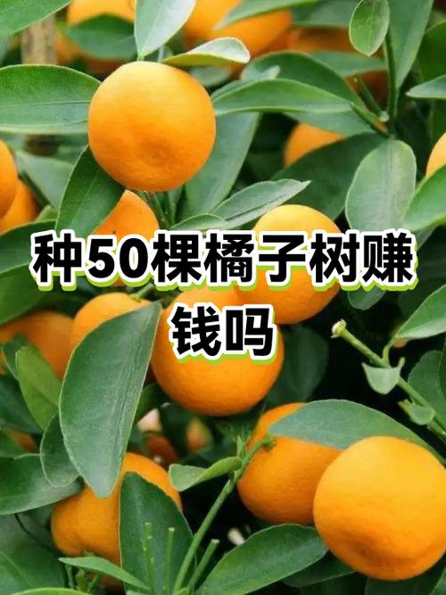 种植果园赚钱吗