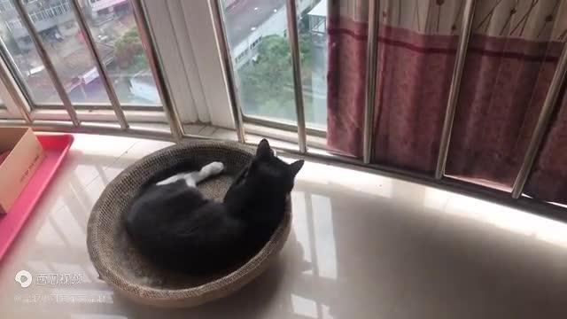 黑猫的正确打开方式
