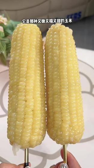 白玉米