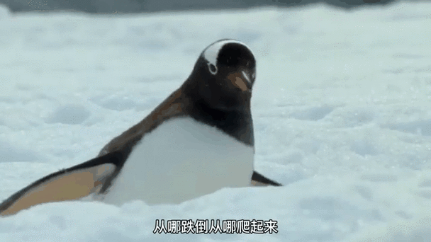 企鹅步数是真的吗截图2