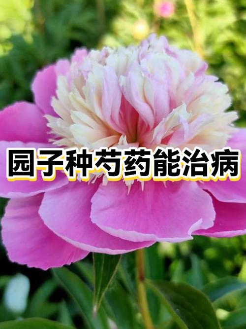 芍药花怎么养