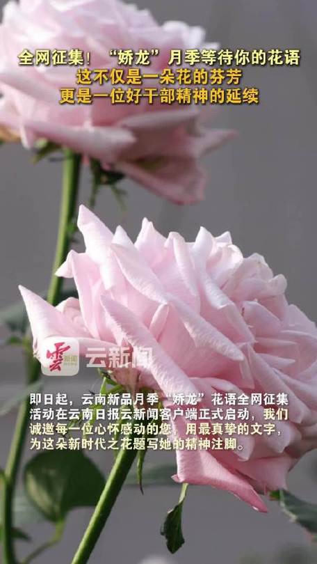 花的寓意和花语截图2