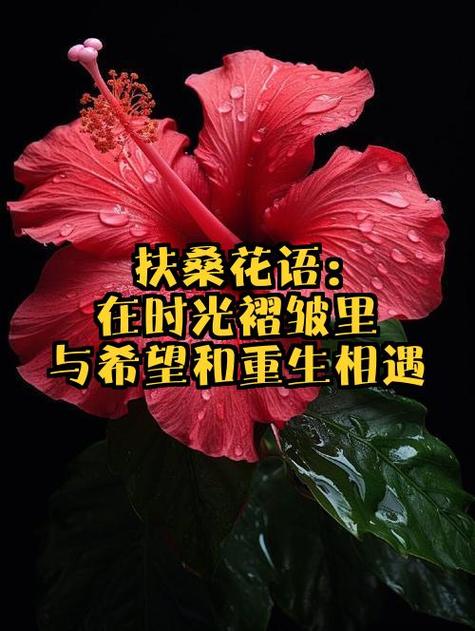 花的寓意和花语截图3