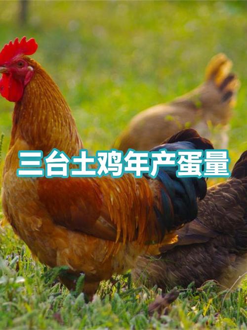 土鸡一年能产多少枚蛋