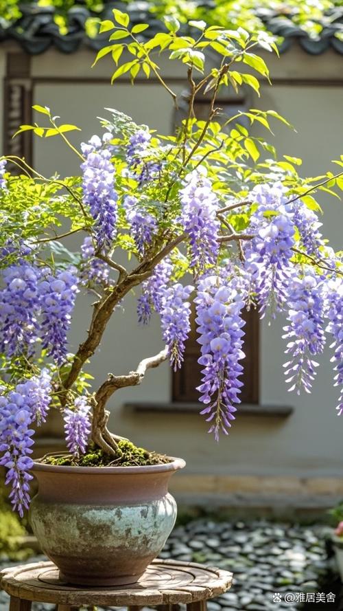 紫藤花多少钱一株