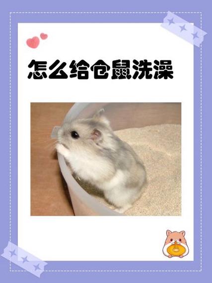 给仓鼠洗澡