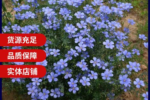 哪种种子是蓝色的