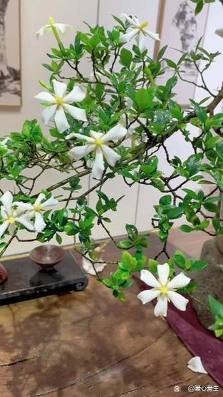 栀子花长什么样