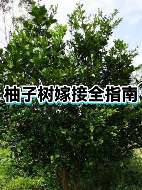 柚子树怎么嫁接
