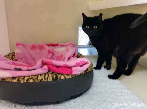 24小时上门回收宠物猫电话