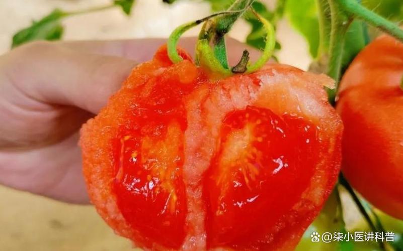 西红柿降血糖还是升血糖