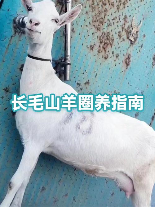 怎样养羊养羊技术视频