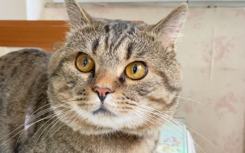 猫头大好还是头小好