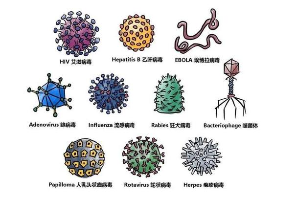 病毒照片 图片