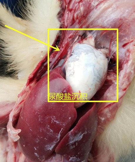 鹅星状病毒病防治