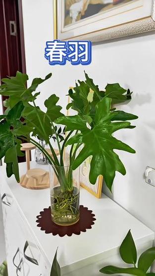 水培植物有哪些室内最好养