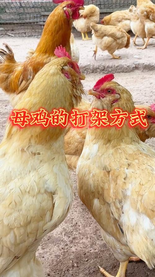 为什么母鸡和母鸡打架