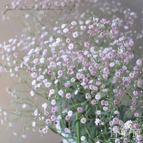满天星粉怎样吃