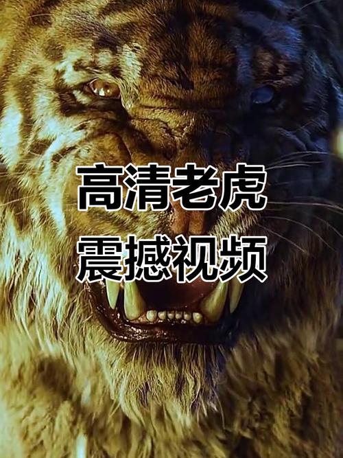 大虎视频