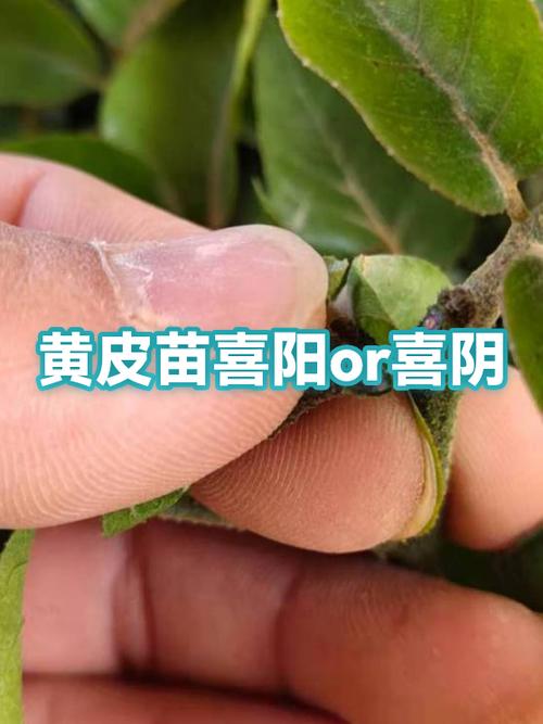 蝾螈喜阴还是喜阳