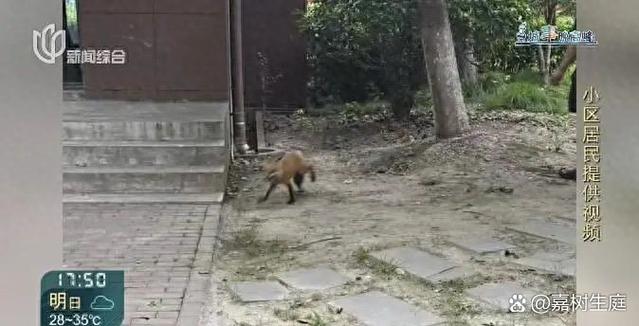 狐狸为什么打不过狗