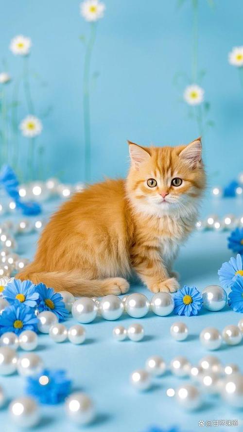 小猫咪的图片