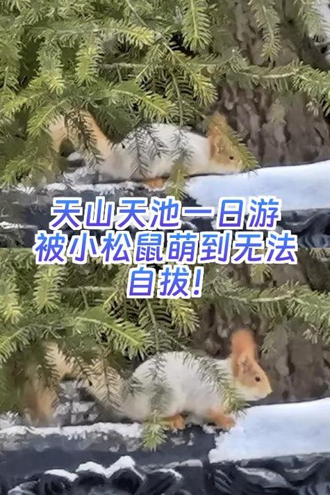 我唯一的松鼠阅读答案